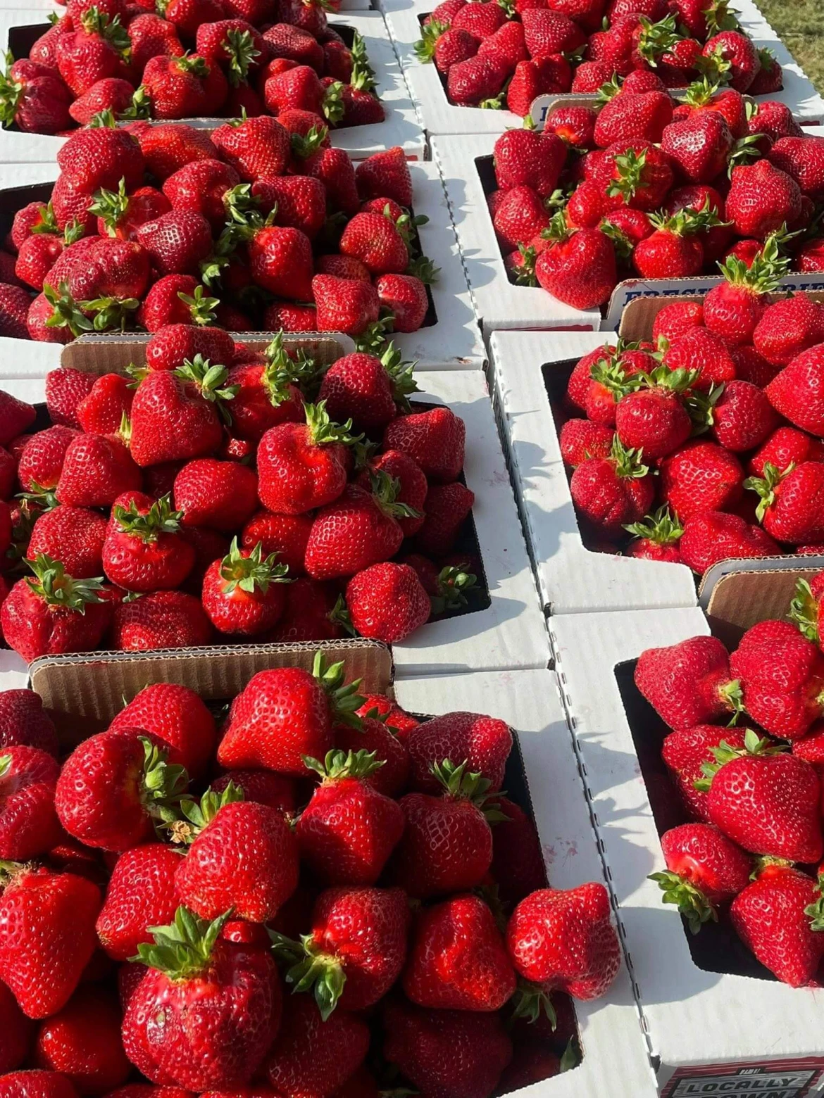berries-fresh-picked